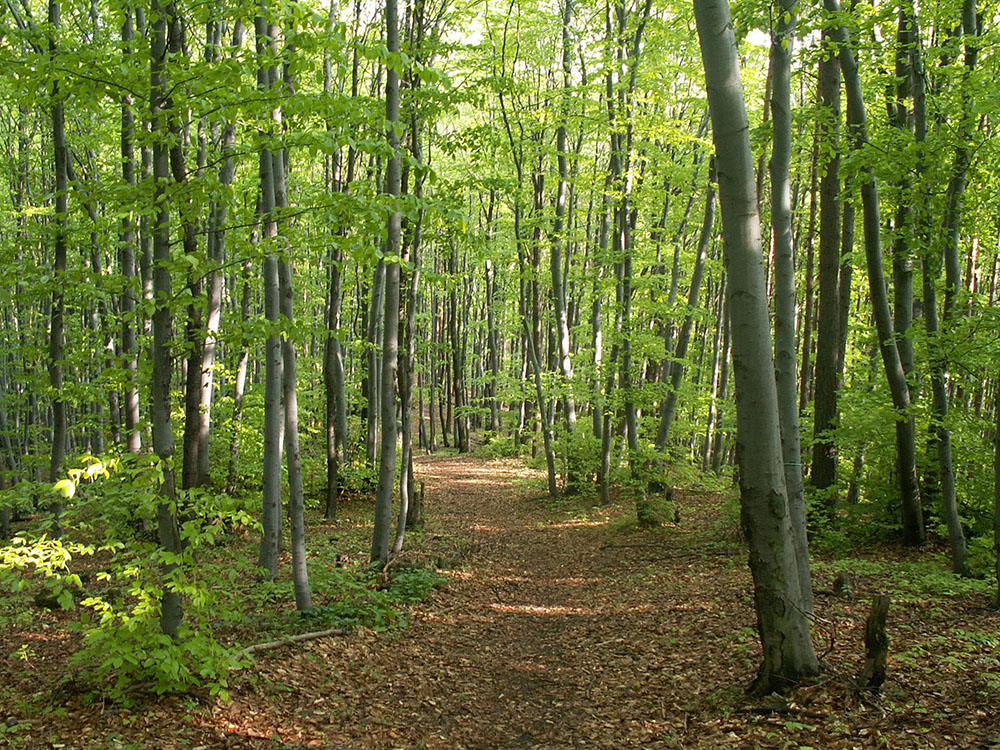 Forêt groupements forestiers investissement vert responsable